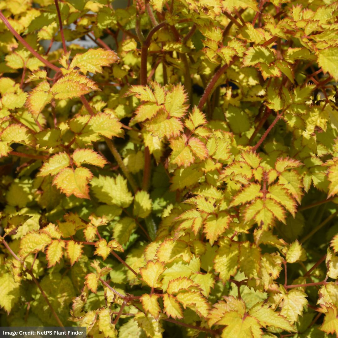 False Spirea (Astilbe Chinensis) – Amber Moon – #1 Container